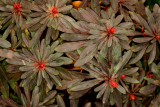 Euphorbia amygdaloides 'Purpurea' RCP2-06 016.jpg